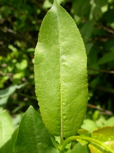 Salix eriocephala (Missouri willow)