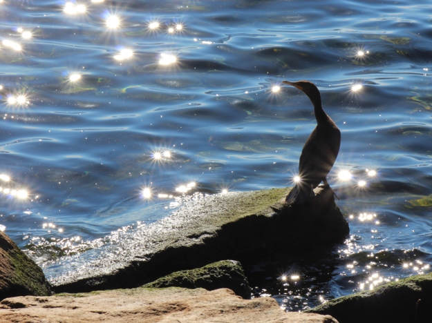 Double-crested cormorant (photo: Judy Cazemier)