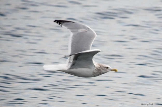 Herring gull (photo: Ian Valentine)