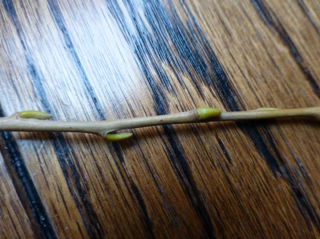 weepingwillow-bud3