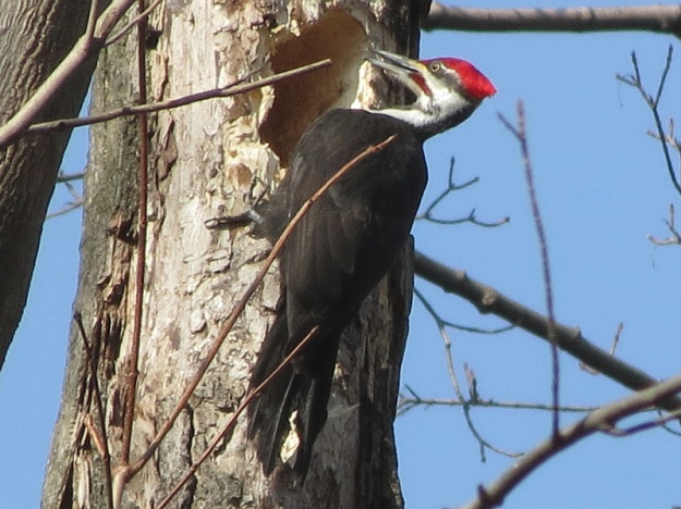Pileated Woodpecker (photo: Ken Sproule)
