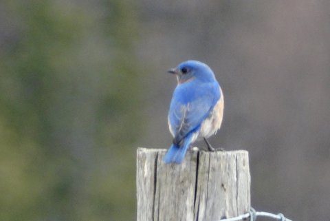 Eastern Bluebird (Photo: Heather Pantrey)