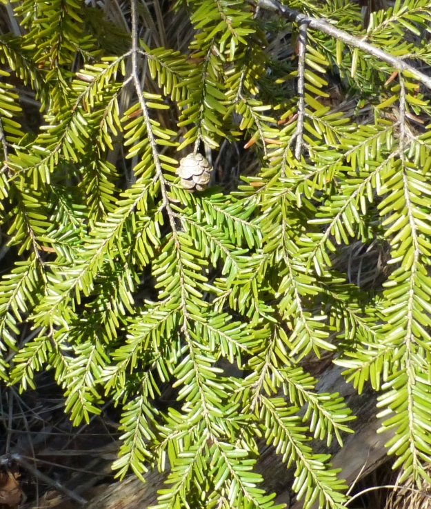 Eastern hemlock ( Tsuga canadensis) 