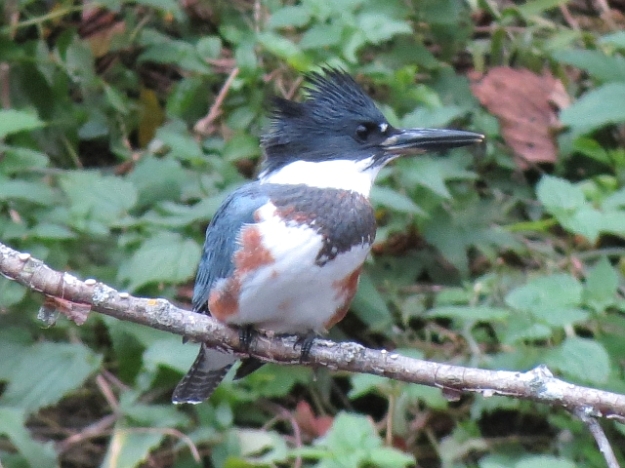 Belted Kingfisher (female) Photo: Ken Sproule