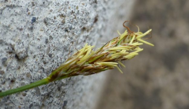 Dry Woodland Sedge (Carex siccata)