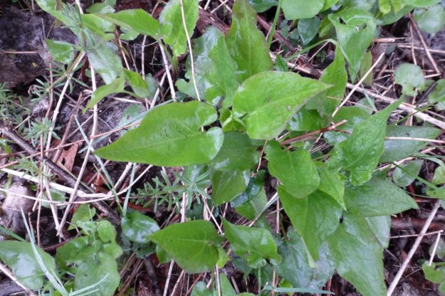 Heart-leaved Aster (Symphiotrichum cordifolium)