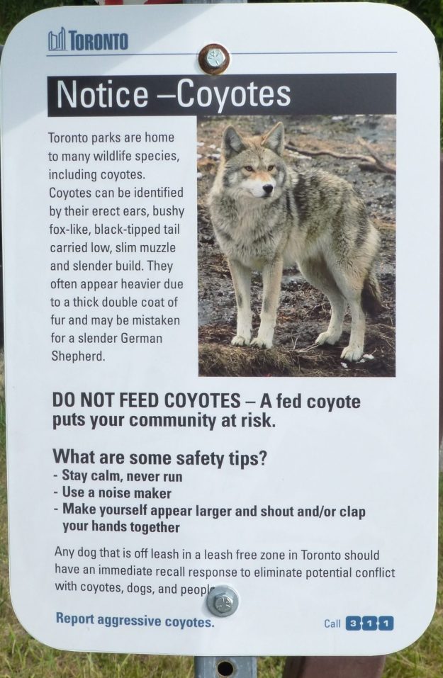 coyotes-99