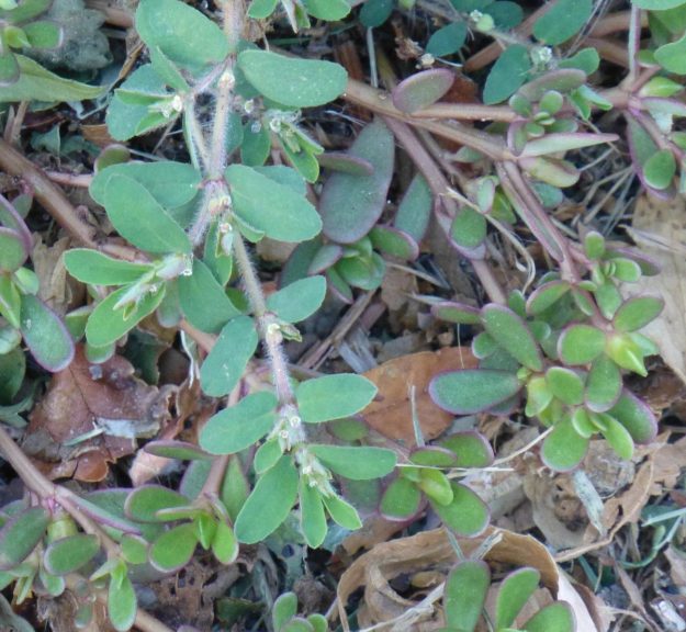 Knotweed (Polygonum aviculare)