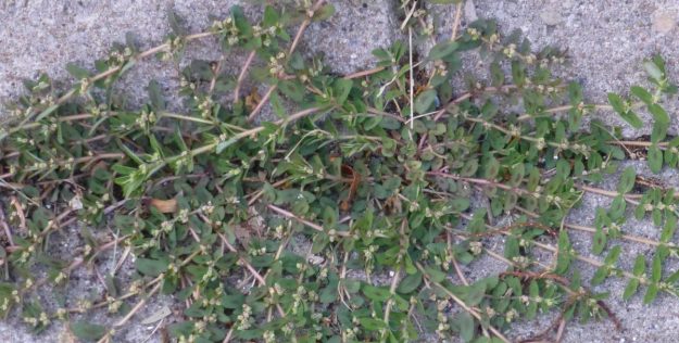 Spotted Spurge (Milk Purslane) Euphorbia maculata