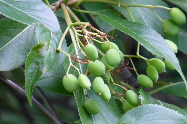Nannyberry (viburnum lentago)