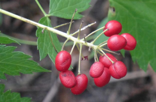 Red Baneberry (Actaea rubra)