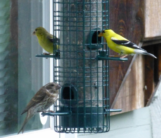 Goldfinches and Purple Finch
