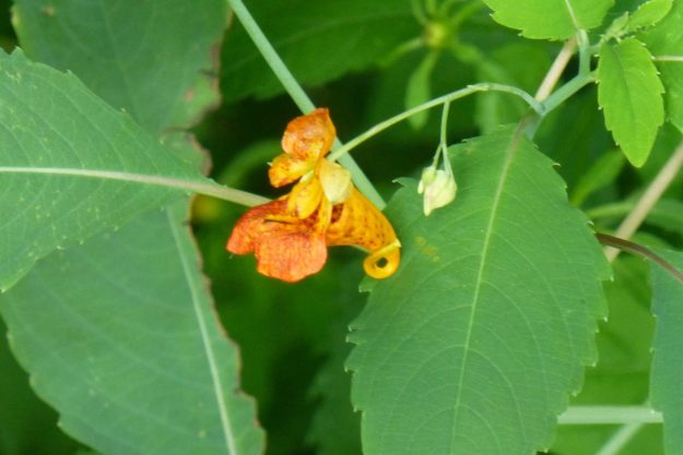 Spotted Jewelweed (Impatiens capenesis)
