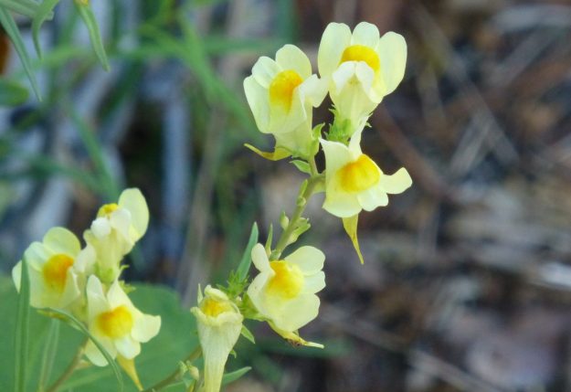 Butter and eggs (Linaria vulgaris)