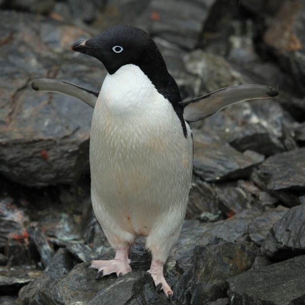 Adélie Penguin (photo: flickr)