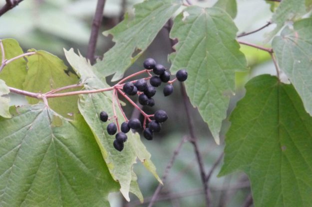 Maple-leaved Viburnum (Viburnum acerifolium)