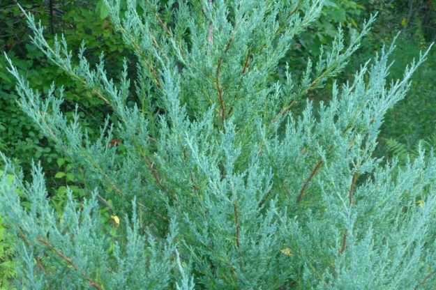 Red Cedar (Juniperus virginiana)