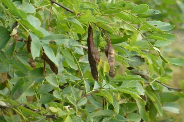 Black Locust (Robinia pseudoacacia)