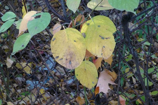 Round-leaved Dogwood (Cornus rugosa)