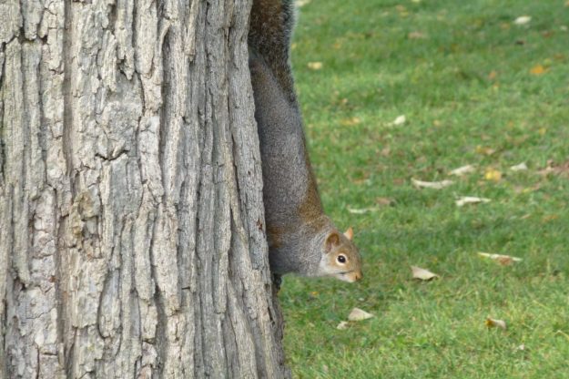 Eastern Grey Squirrel on Wych Elm