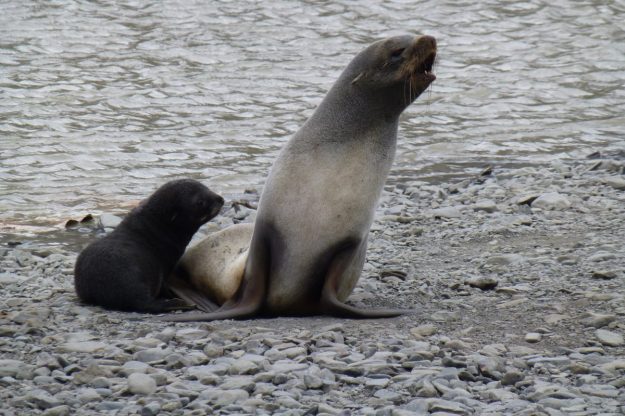 Fur Seal with Newborn